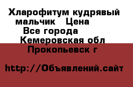 Хларофитум кудрявый мальчик › Цена ­ 30 - Все города  »    . Кемеровская обл.,Прокопьевск г.